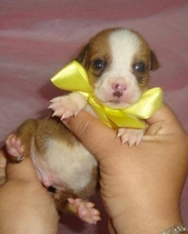 Chihuahua x pinscher só 150 - Foto 2