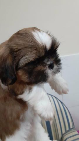 Incríveis babys shihtzus!! - Foto 3