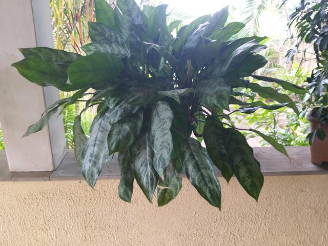 Plantas e mudas - Foto 2