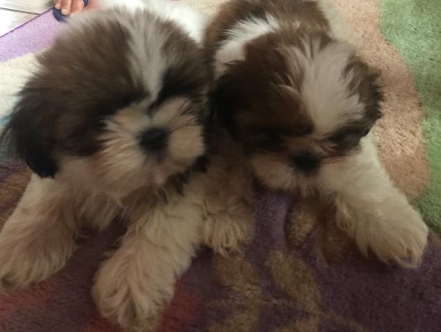 Vendo shih
