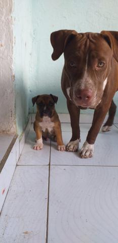 Último pitbull da ninhada - Foto 5