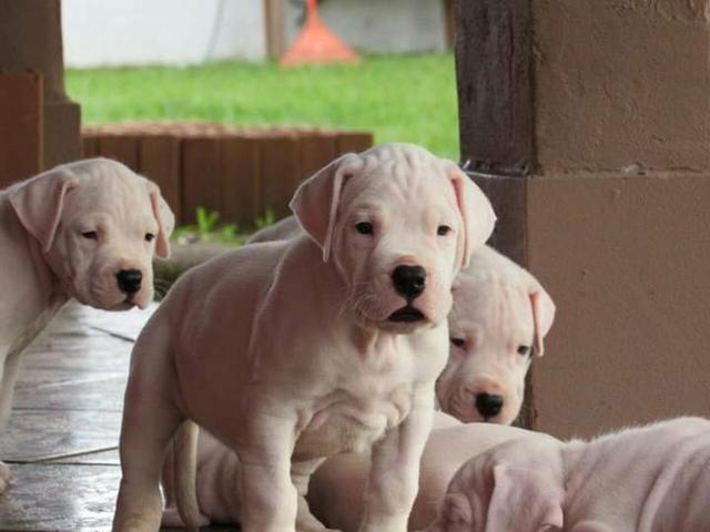 Dogo Argentino - ÓTIMA LINHAGEM - Foto 2