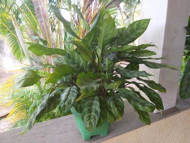 Plantas e mudas - Foto 4