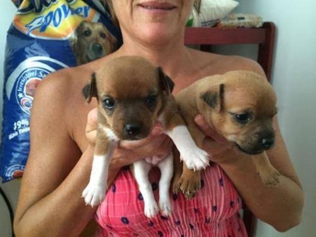 Chihuahua x pinscher só 150 - Foto 4