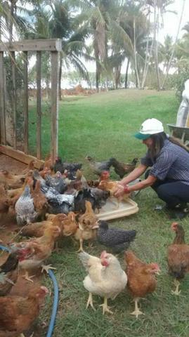 Pintinhos melhorados - Foto 4