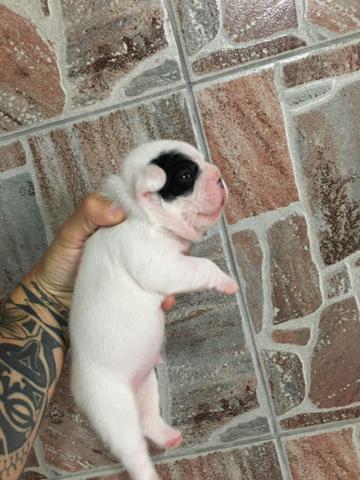 Buldogue francês - Foto 3