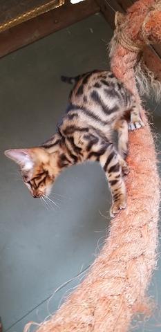 Bengal