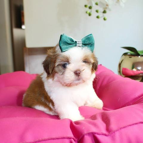 Lindíssima fêmeas shihtzu mini e micros - Foto 2