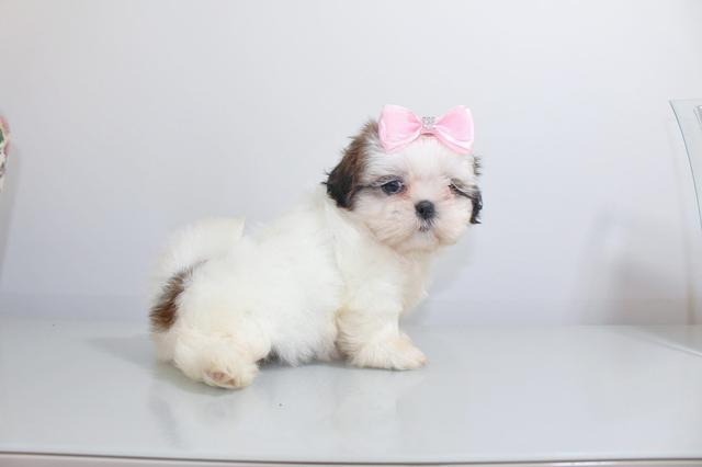 Lindos filhotes minis é micros com pedigree - Foto 3