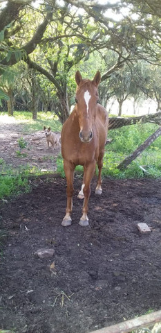 Égua QM - Foto 2