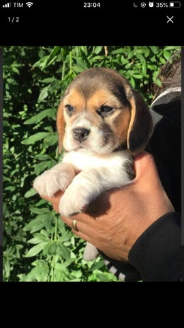Beagle - vermifugado - Foto 2
