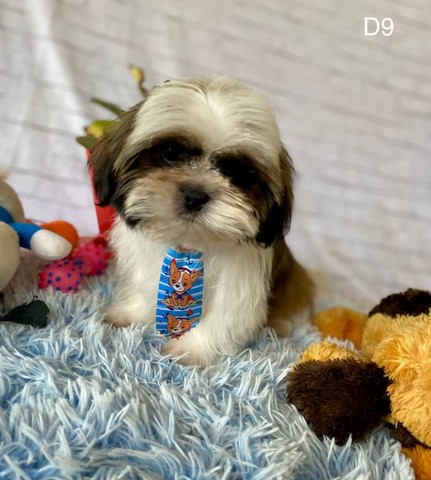 shih tzu mini toy olx