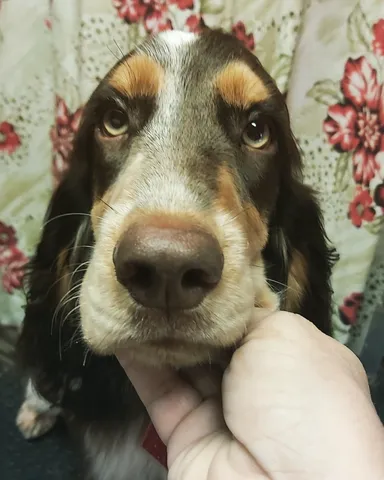 Filhote de Cocker Spaniel Inglês Melhor Preço Espírito Santo - Filhote de  Cocker Spaniel Inglês Dourado - Encrenquinhas