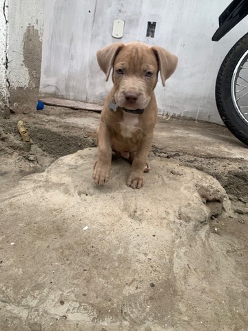 Filhote Pitbull 2 meses 