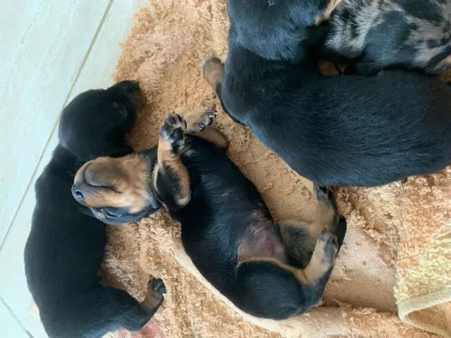 Vende-se filhotes de dachshund (salsicha) - Foto 4
