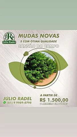 Mudas de Eucalipto, Mudas de Sansão do Campo,. - Foto 2