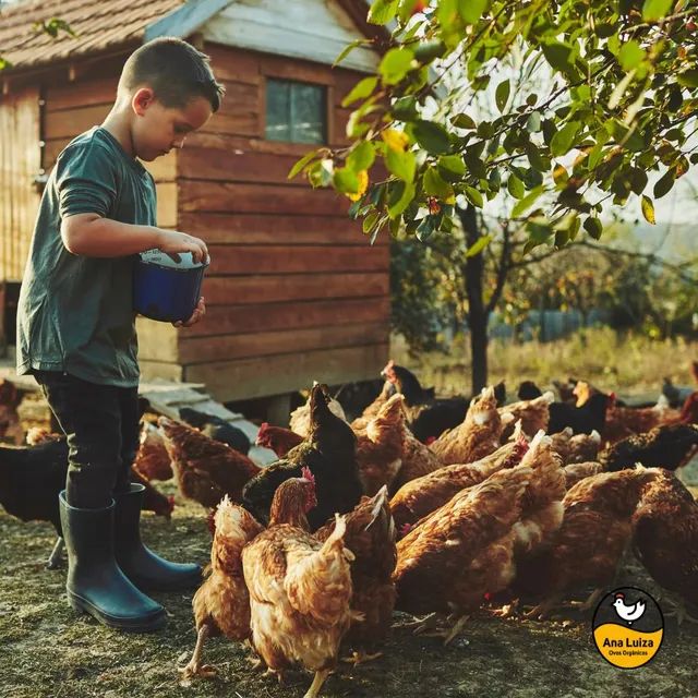 Embrapa 051 em início de postura - Foto 3