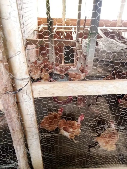 Galinhas poedeiras à venda - Foto 5