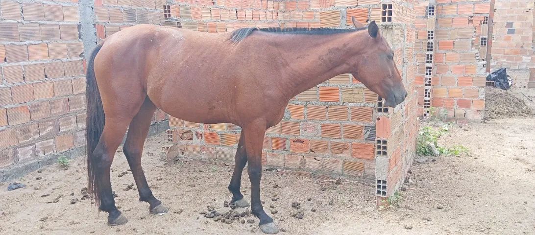 Cavalo. Égua mangalarga  - Foto 2