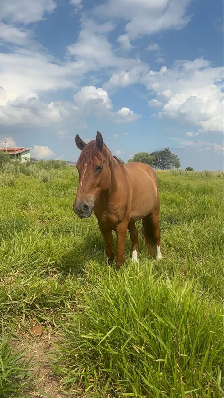 Cavalo para Passeios e Lazer - Foto 5