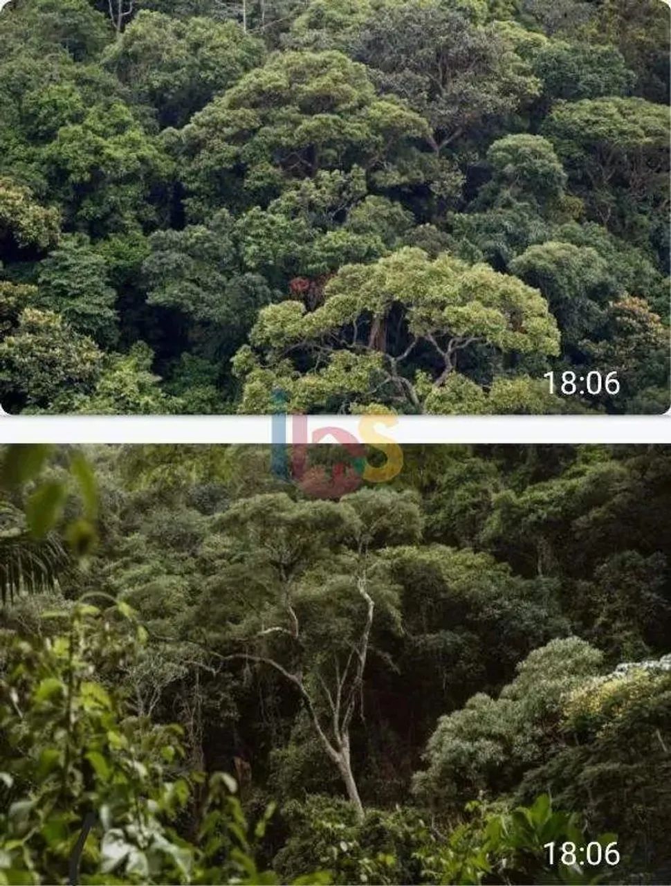 TERRENO NA MATA ATLÂNTICA - Foto 4