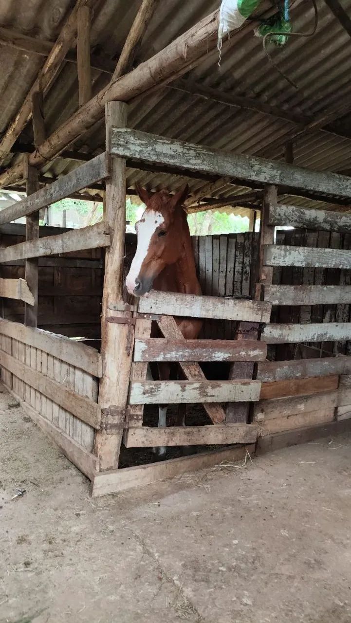 Mangalarga Paulista pisador! Cavalo manso porém quente 9 anos limpo de defeito castrado  - Foto 6