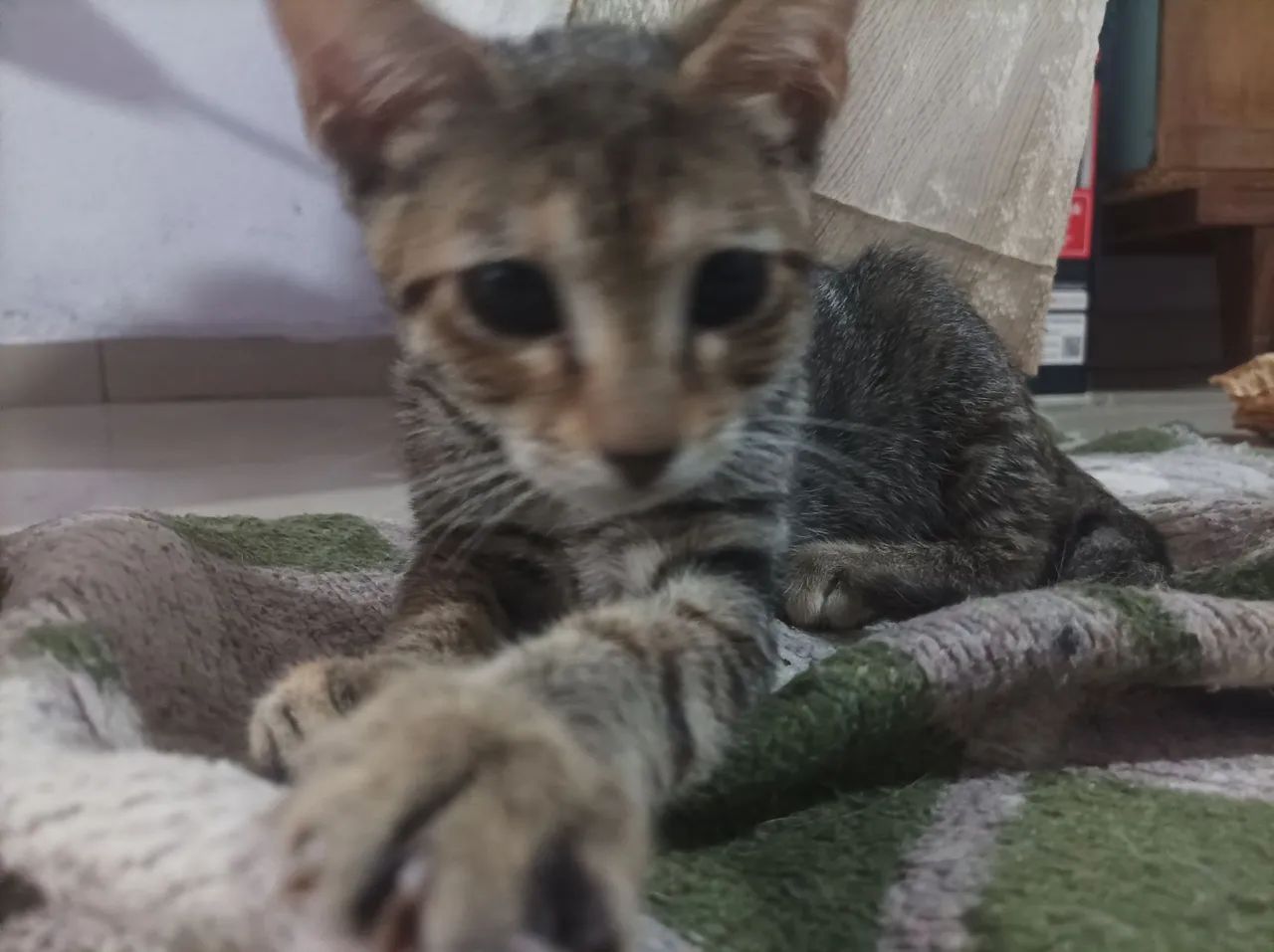 Adote uma gatinha !! - Foto 2