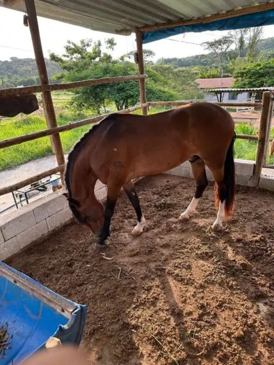 Cavalo para Doação - Foto 4