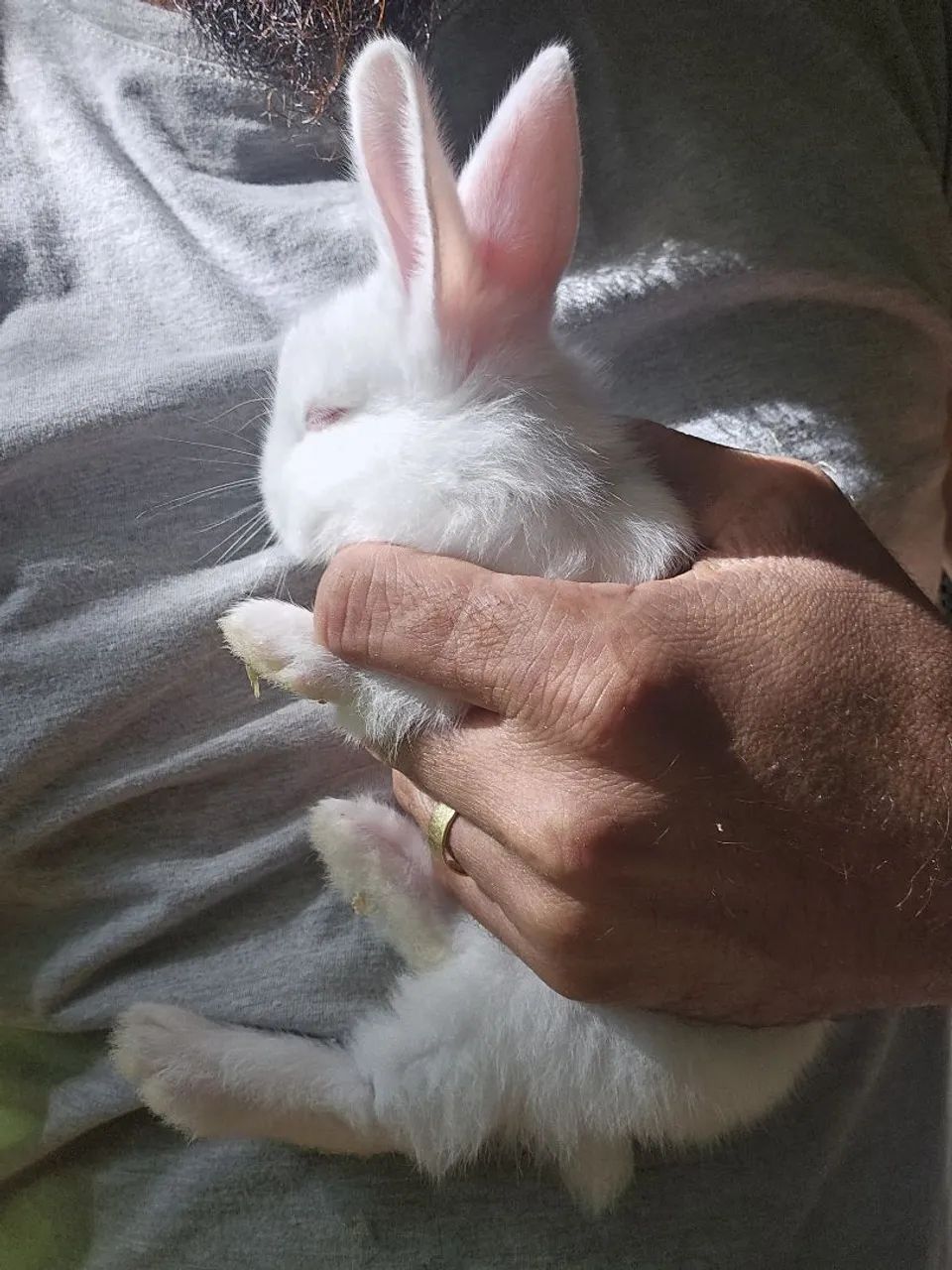 Lindos filhotes coelho seu pet aki