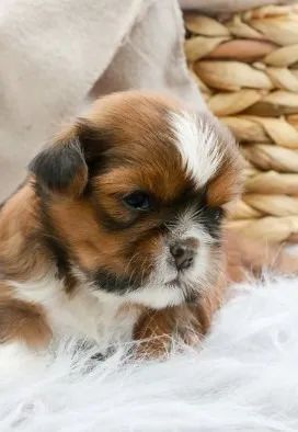 Shih-Tzu: Encante-se com o Charme do Filhote Macho Branco