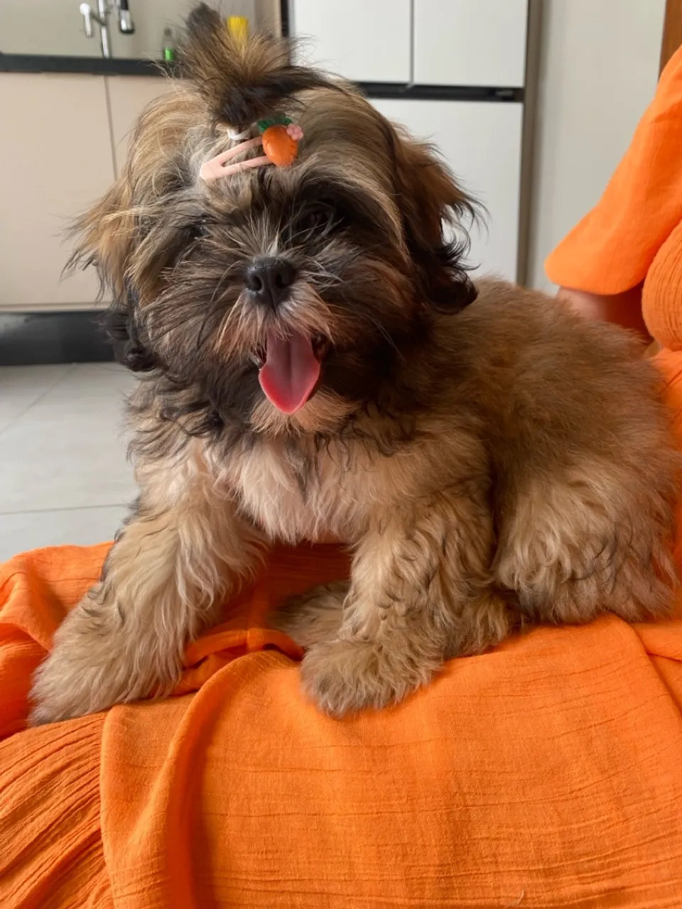 Shih Tzu fêmea Fofinha