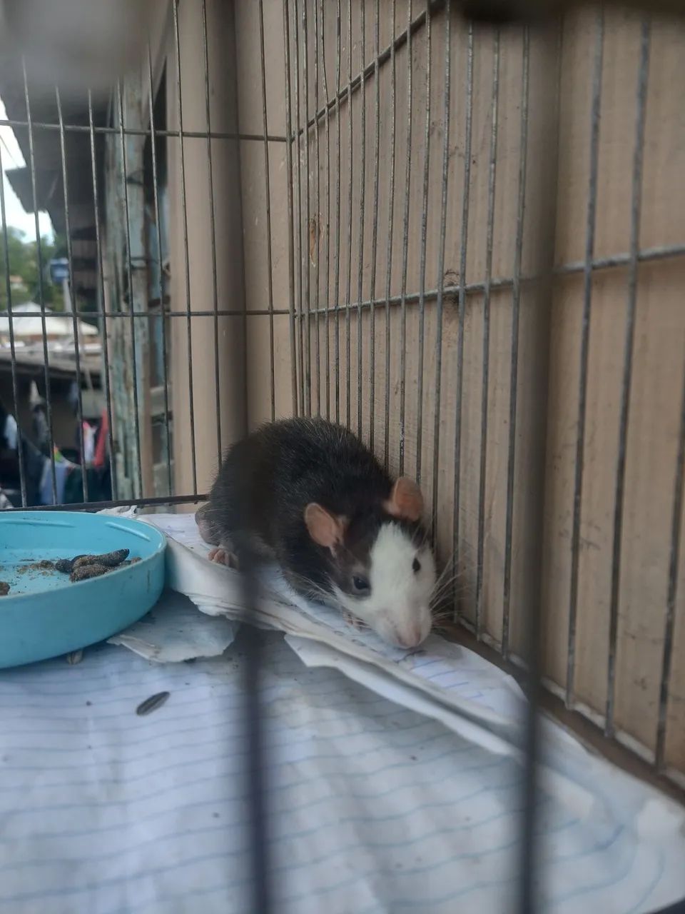 Rato Twister / Mercol machos e fêmeas  - Foto 2