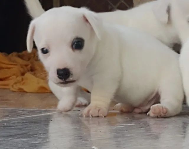 Filhotes machos de Jack Russell Terrier 