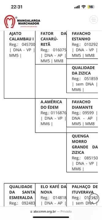 Cavalo Mangalarga Registrado - Foto 5