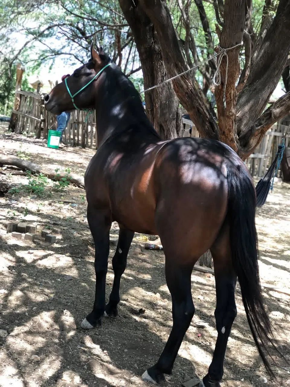 Vendo cavalo manso de sela - Foto 2