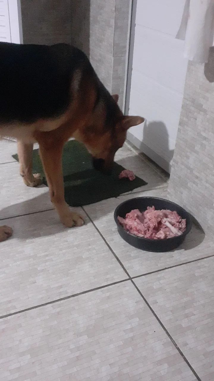 Cachorro pastor alemão