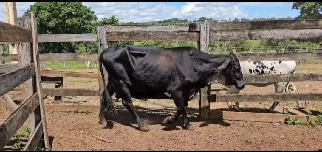 Plantel de gado leiteiro girolando