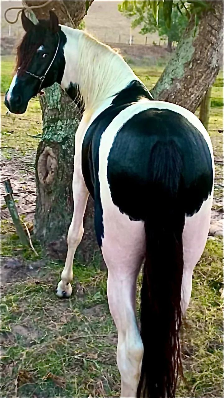 Cobertura / Cruzo de Cavalo / Garanhão Pampa de Preto filho do Ulisses Meaípe!!! - Foto 4