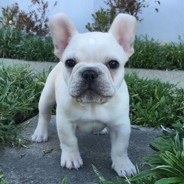 Bulldog francês machinhos e fêmeas 