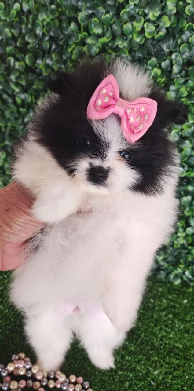 Spitz Alemão fêmea bicolor pronta entrega.  - Foto 3