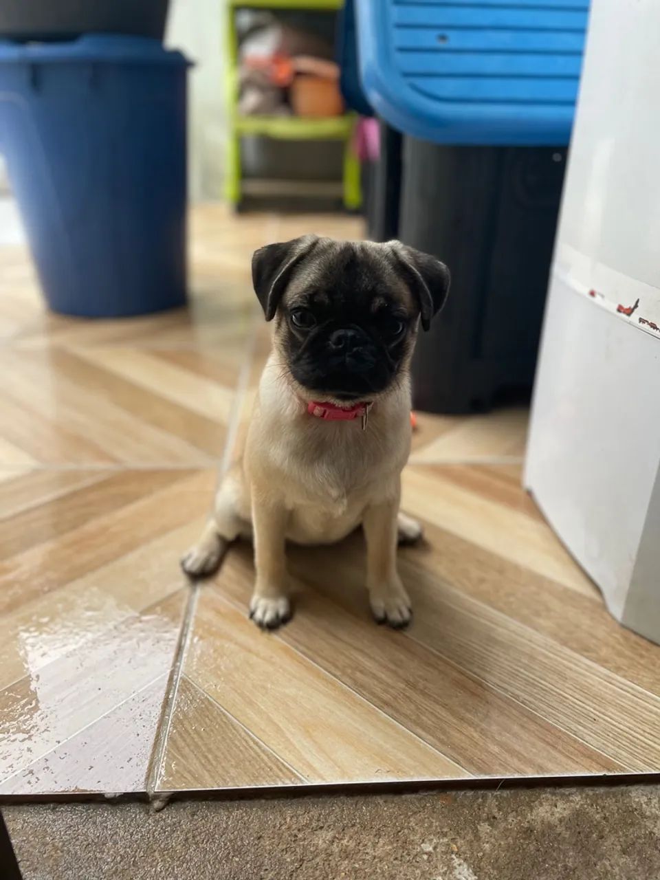 Pug filhote para venda  - Foto 2