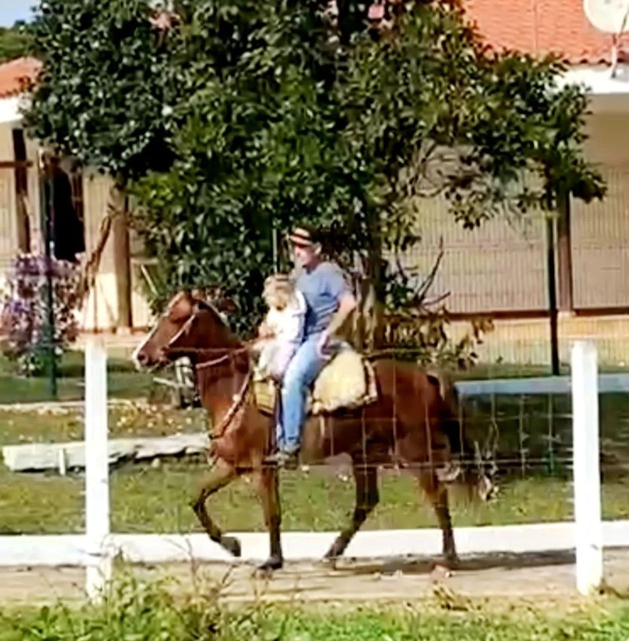 Marchador Mangalarga/Campeiro  - Foto 6