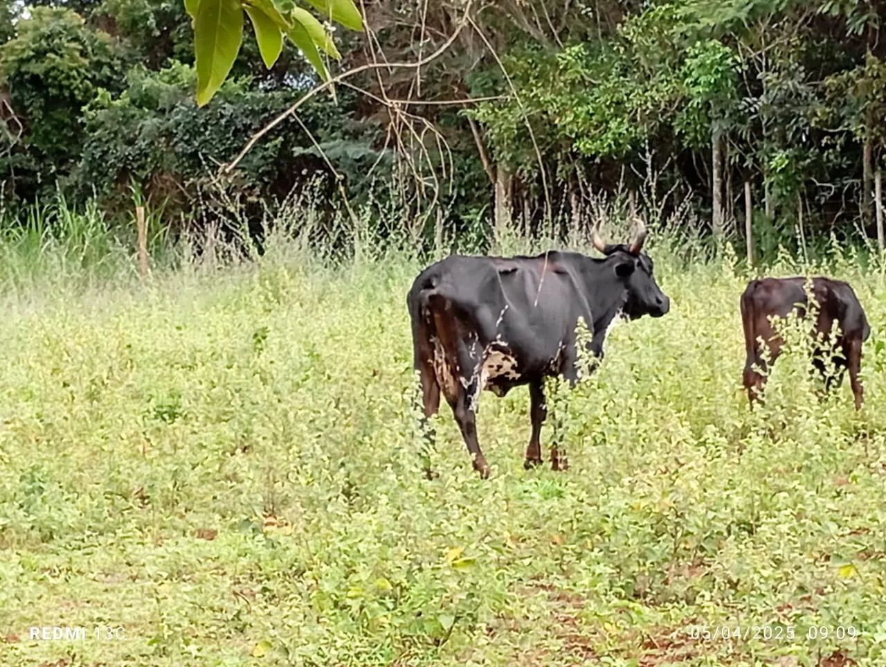Vaca e bezerro cruzada Jersey e Holanda  - Foto 5