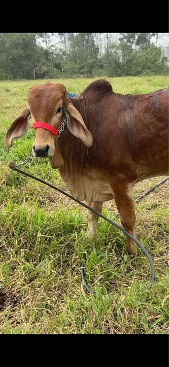 Tourinho 1 ano ótima genética 