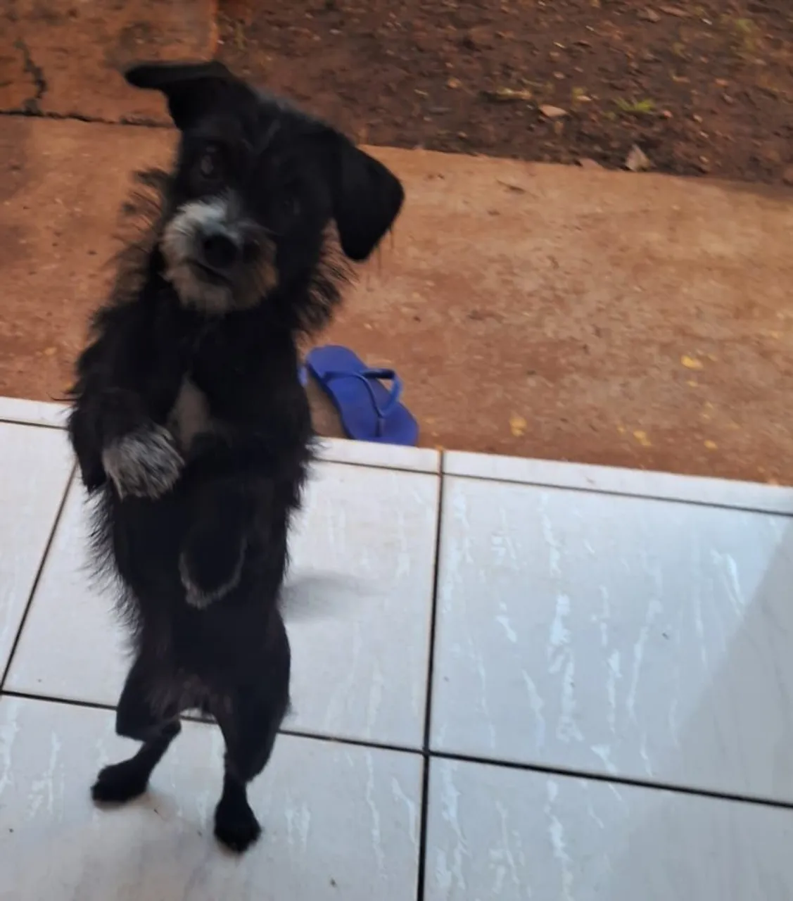 Doação cachorrinha