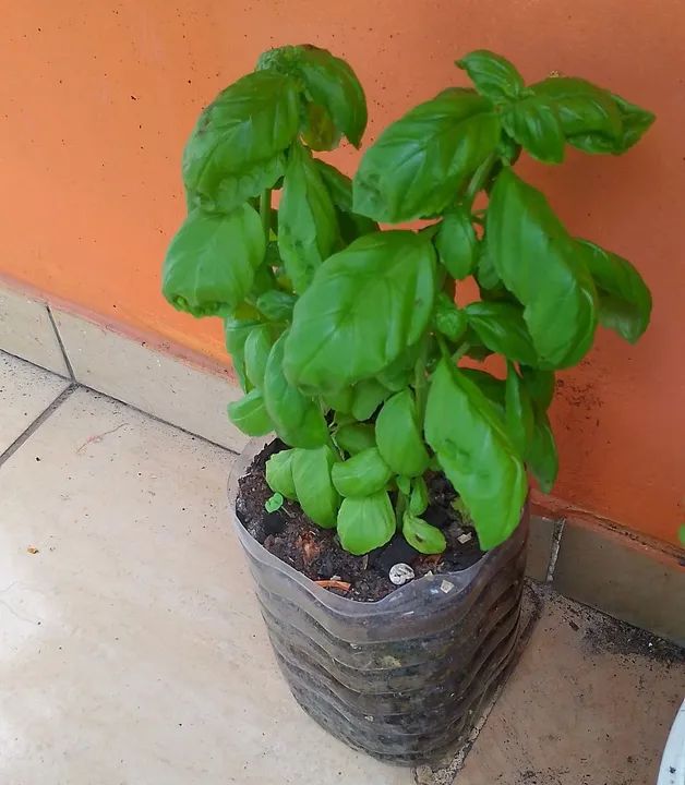 Manjericão italiano 