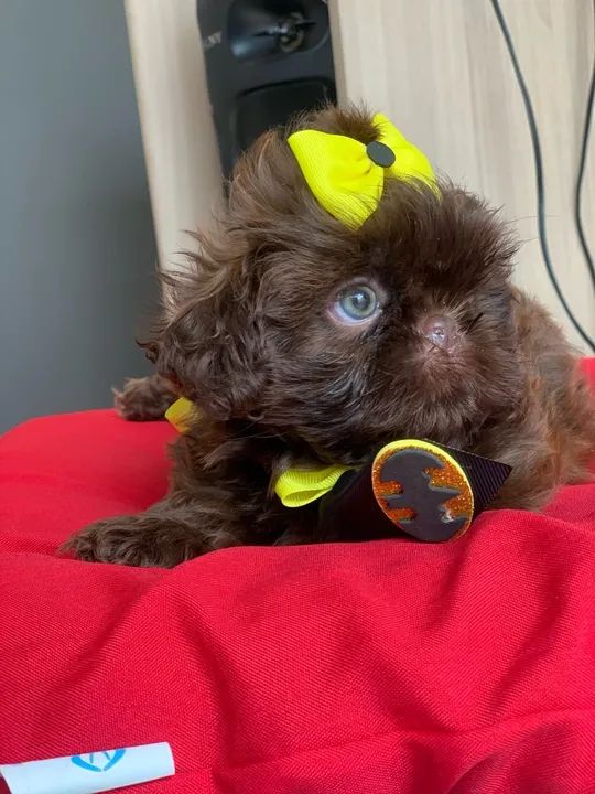 SHITZU MACHO LINHAGEM CHOCOLATE