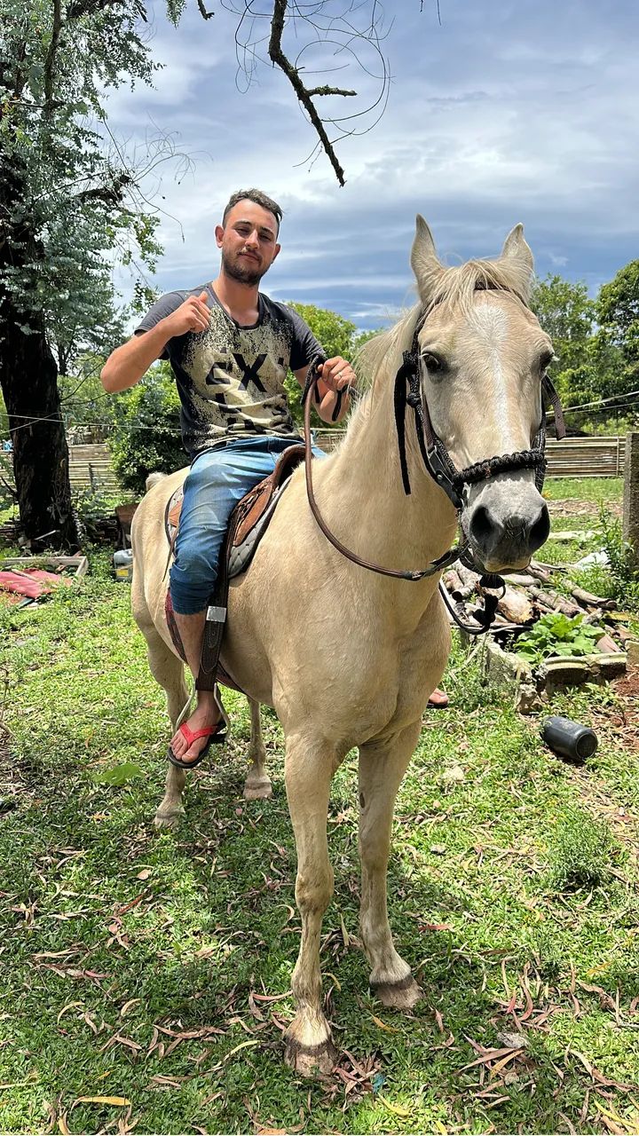 Cavalo mustang americano 