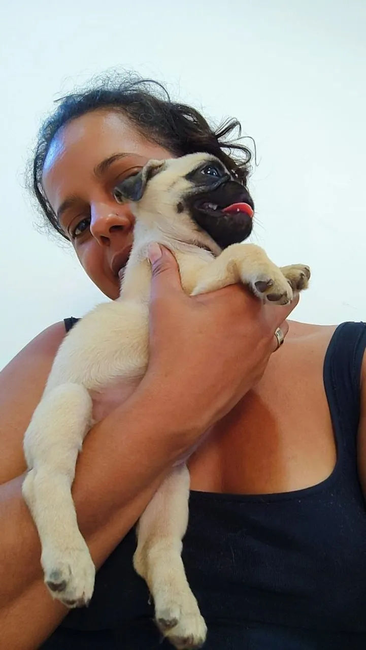 Pug filhotes disponíveis