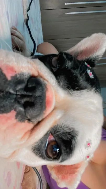 Bulldog Francês perdida  - Foto 3